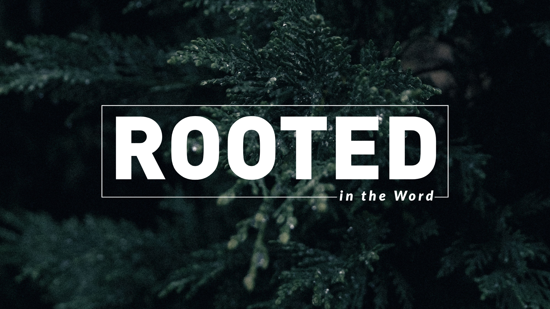 Rooted_-_Webpage_Graphic.png